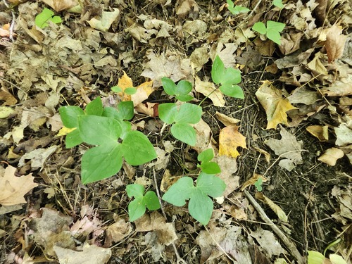 sharp-lobed hepatica