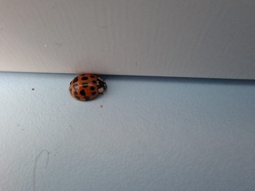 Asian Lady Beetle