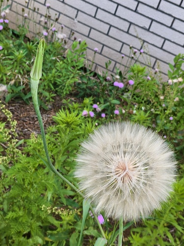 Tragopogon dubius, photograph 1