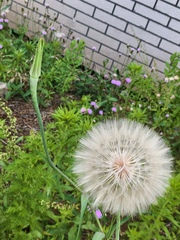 Tragopogon dubius