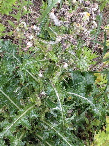 Sonchus asper, photograph 1
