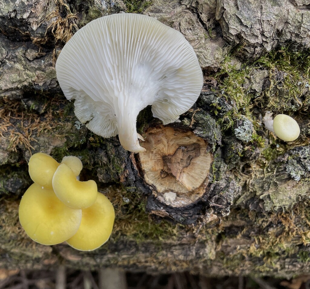 Golden Oyster Mushroom · September 2026 · photo: Photo: (c) Henry Van T. Cotter, some rights reserved (CC BY) · iNaturalist