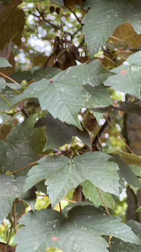 sycamore maple