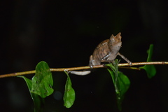 Brookesia superciliaris
