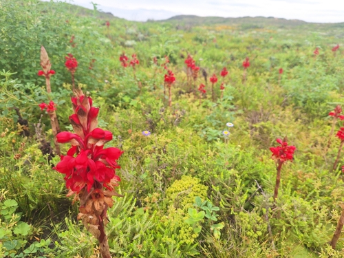 Satyrium princeps, photograph 5