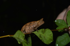 Brookesia superciliaris