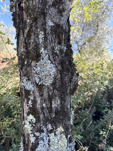 Netted shield lichen