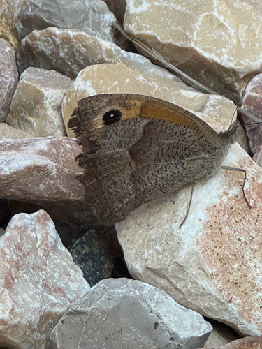 Meadow Brown
