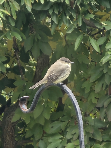 Eastern Phoebe