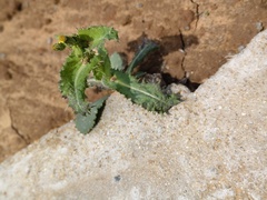 Sonchus asper