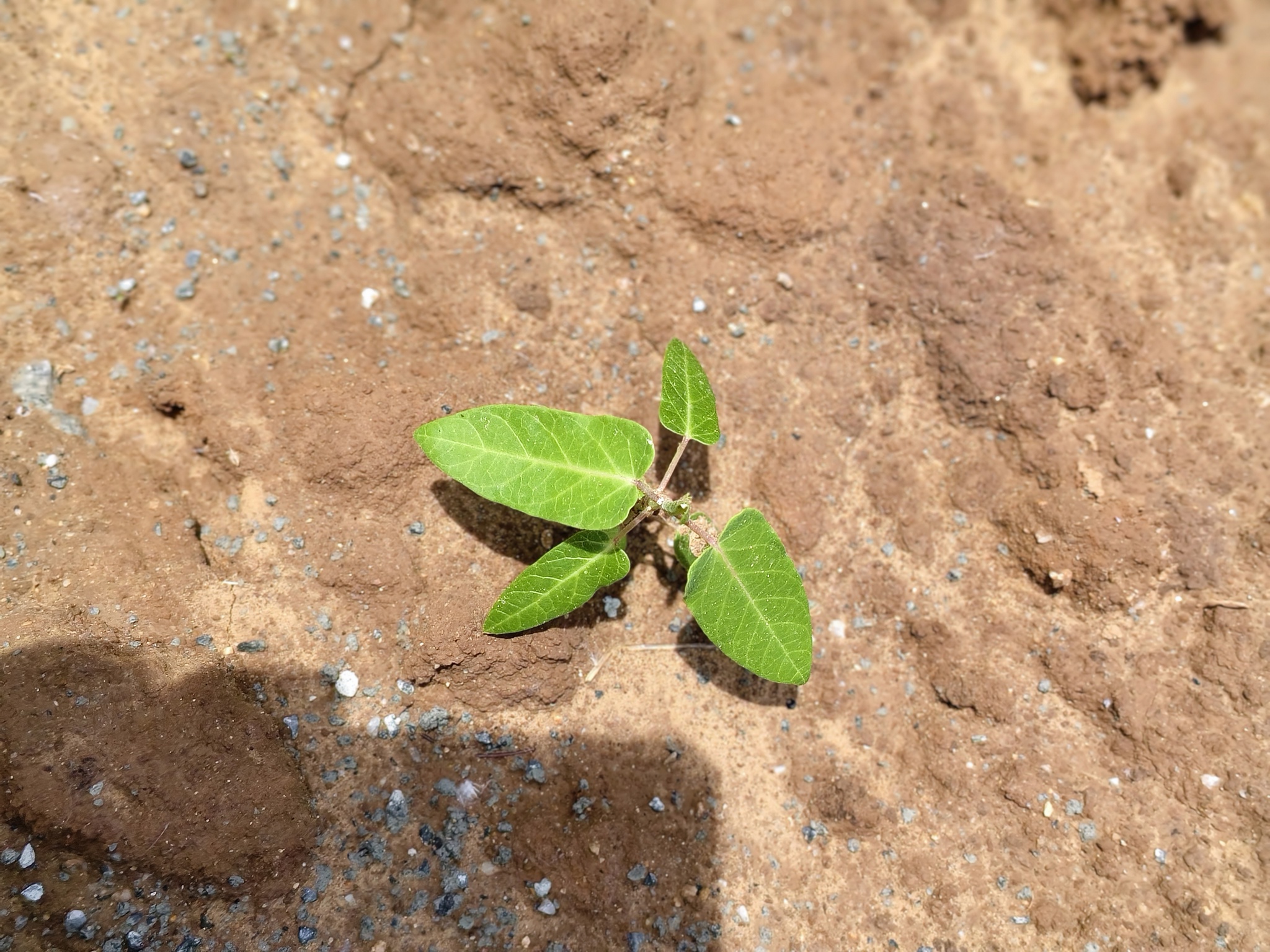 Cynanchum rostellatum