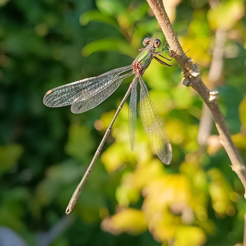 Western Willow Spreadwing