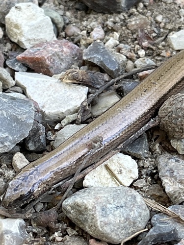 Common Slowworm