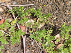 Potentilla supina