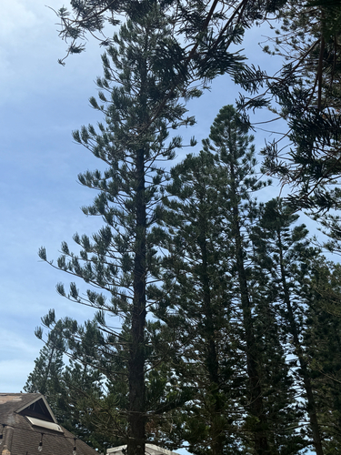 Araucaria columnaris observed 2026-09-23