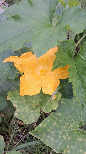 Squash