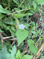 Ipomoea lacunosa, photograph (c) Jessica, some rights reserved (CC BY)