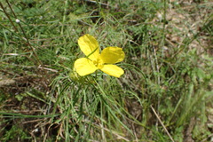 Oenothera berlandieri