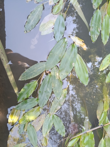 Longleaf Pondweed