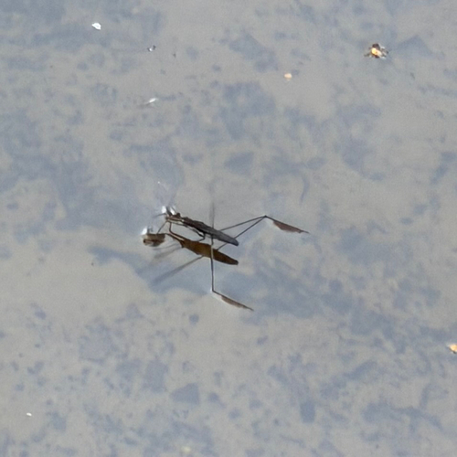 lake pondskater