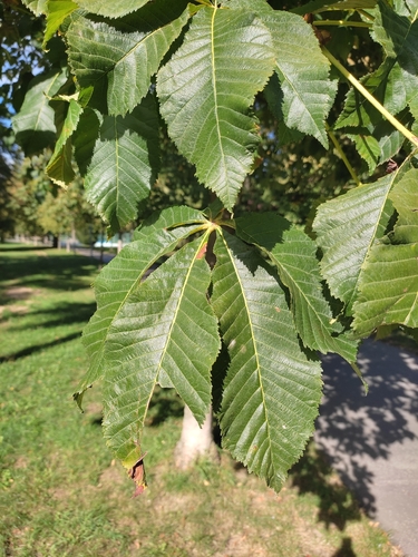 Red horse-chestnut