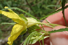 Oenothera berlandieri