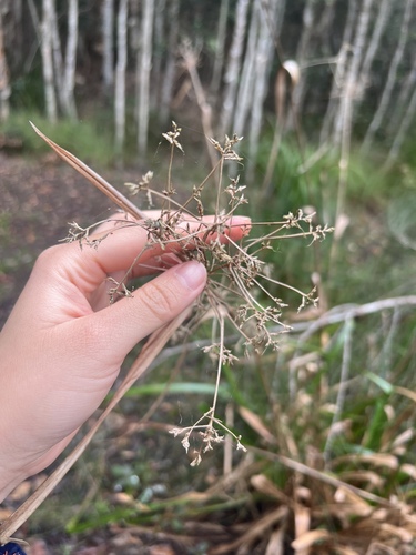 Rhynchospora corymbosa observed 2026-09-25