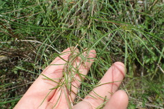 Oenothera berlandieri
