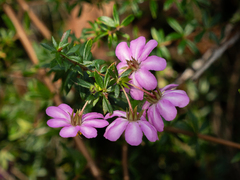 Bauera rubioides