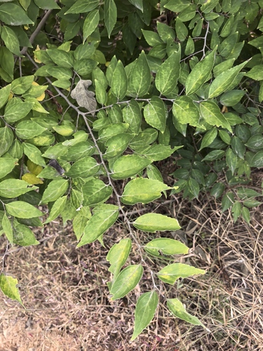 Celtis bungeana observed 2026-09-26