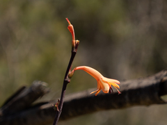 Watsonia meriana
