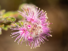 Kunzea capitata, photograph (c) Austen Armstrong, some rights reserved (CC BY)