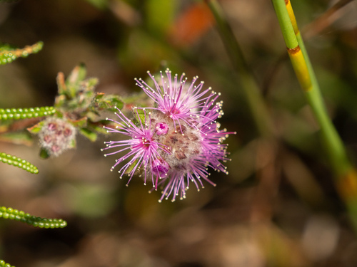 Kunzea capitata