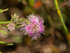 Kunzea capitata