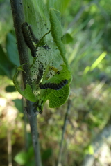 Yponomeuta evonymella