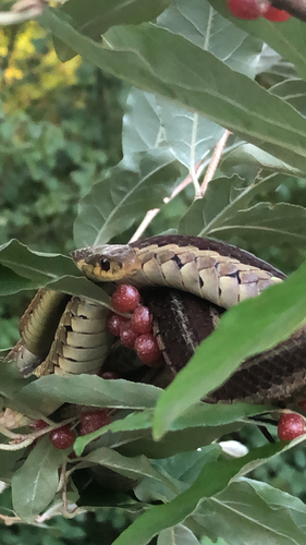 Common Garter Snake