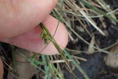 Carex planostachys