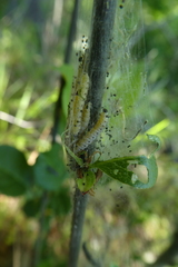 Yponomeuta evonymella