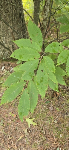 Castanea dentata, photograph 4