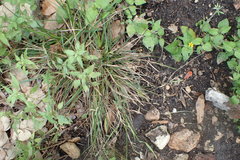 Carex planostachys