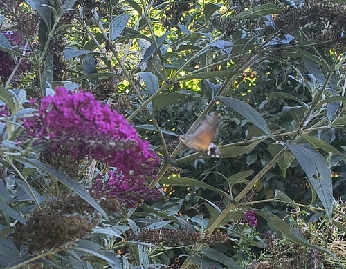 Eurasian Hummingbird Hawkmoth