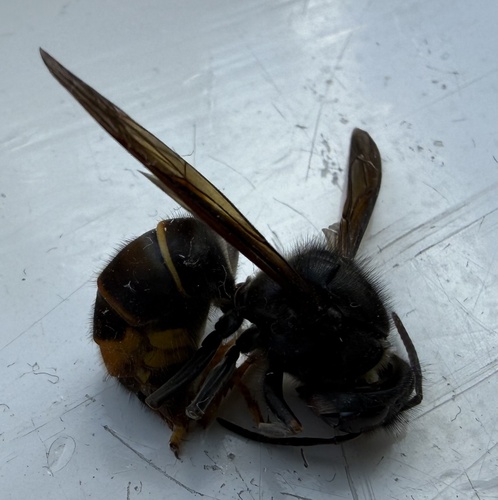 Yellow-legged Hornet