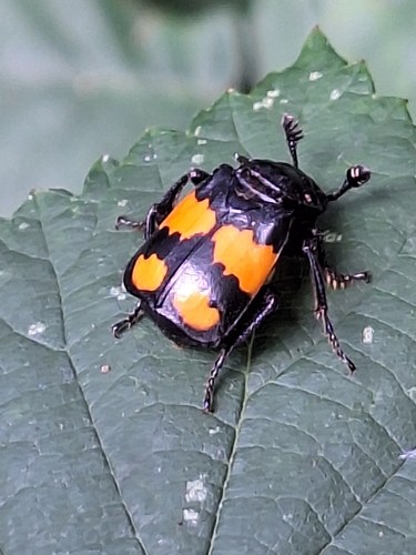 Lesser Vespillo Burying Beetle