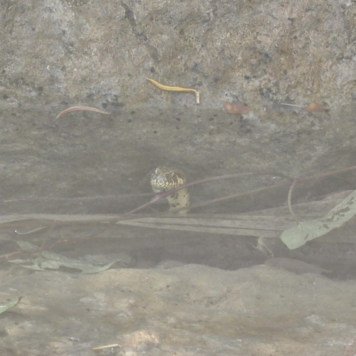 Viperine Snake