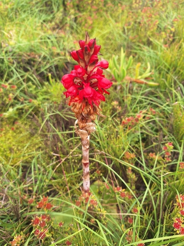 Satyrium princeps, photograph 2