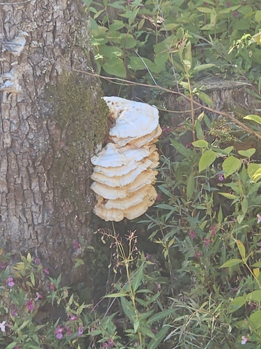 chicken of the woods
