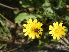 Chasmatopterus