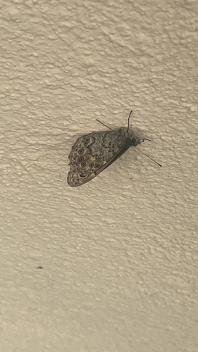 Wall Brown