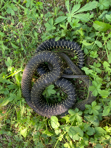 Green Whip Snake