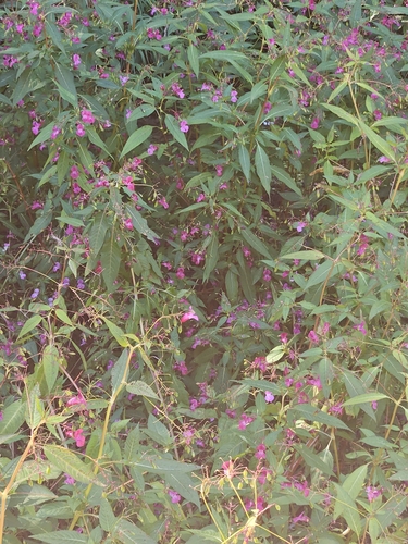 Himalayan balsam